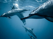 博鱼体育登录入口-小罗将于1月底到访贵州,参加村超相关活动